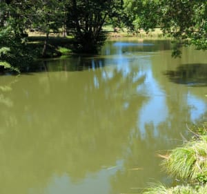 Le bonheur grandeur nature à Bracieux et à Tour-en-Sologne - Bracieux - 3