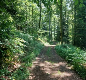 Balade de Jointy - Saint-Amandin - 4