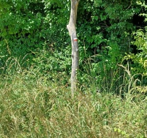 Jusqu'au moulin de la Chaussée sur Marne - Aulnay-l'Aître - 5