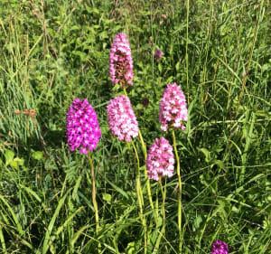 Balade des Orchidées du côté de Bourogne - Bourogne - 4