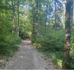 Bon plan à VTT au Mont-Mussy et au mont Mourex - Divonne-les-Bains - 3