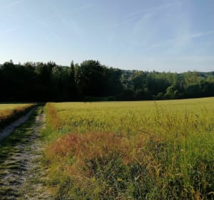 Sortie vélo randonnée et chien autour d'Eramecourt - Équennes-Éramecourt - 5