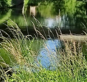 Promenade le long de la scarpe - Lambres-Lez-Douai - 4
