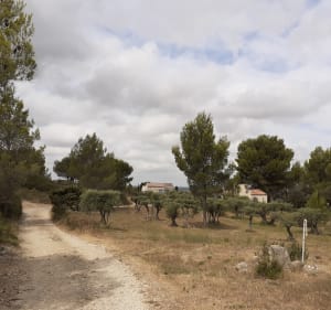Boucle des moulins et garrigue enivrante - Fontvieille - 4