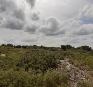 Boucle des moulins et garrigue enivrante - Fontvieille - 6