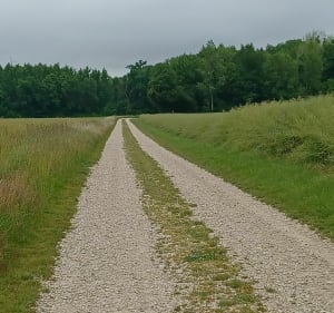 Bois de Coulvagny - Aulnay-l'Aître - 3