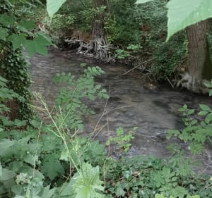 Bois de Coulvagny - Aulnay-l'Aître - 5