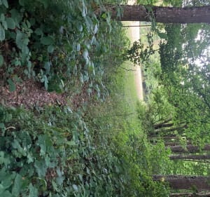 De La Combe de Sillingy par le bois de Bornachon - Sillingy - 4