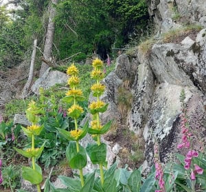 De Hirschsteine-rots via de trap - Stosswihr - 3