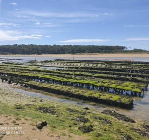Tussen strand, moeras en bos - Port Bourgenay - 3