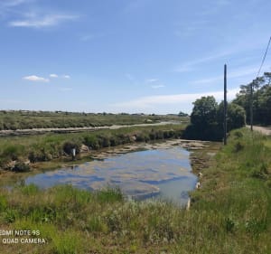 Tussen strand, moeras en bos - Port Bourgenay - 4