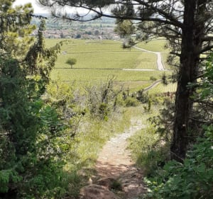 Meursault : par monts et parcours en immersion dans les vignes - Meursault - 3