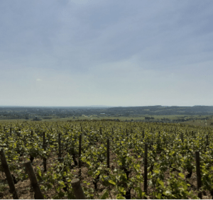 Meursault : par monts et parcours en immersion dans les vignes - Meursault - 4