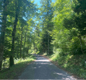Mise au vert au cœur du bois de Majorat et vers Vesancy - Divonne-les-Bains - 3