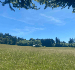 Mise au vert au cœur du bois de Majorat et vers Vesancy - Divonne-les-Bains - 4