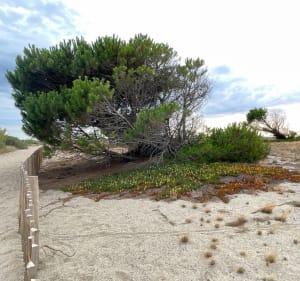 Balade littorale entre le Bourdigou et la Crouste - Sainte-Marie-la-Mer - 3