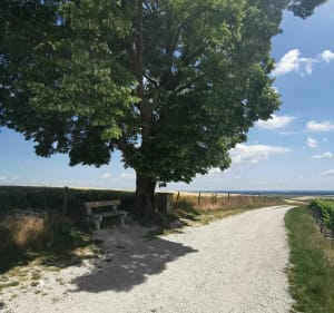 Canal, vignes et champs - Vitry-le-François - 4