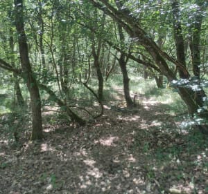 Petite boucle forêt de Courçon - Benon - 4
