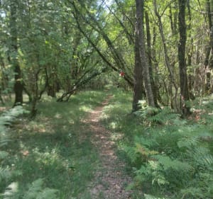 Petite boucle forêt de Courçon - Benon - 5