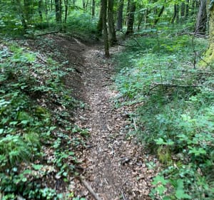 Randonnée vtt sentier forestier - Écrouves - 5