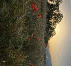 Running autour de la Combe /Sublessy - Sillingy - 4