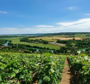 Balade découverte des vignes de Champagne - Luzancy - 3