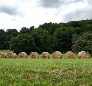 Promenons nous dans les bois vers les villages voisins. - Geville - 5