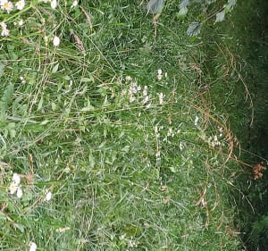 Balade nature dans la forêt de Ligny-en-Barrois - Fouchères-aux-Bois - 4