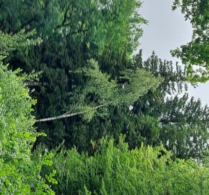 Balade nature dans la forêt de Ligny-en-Barrois - Fouchères-aux-Bois - 5