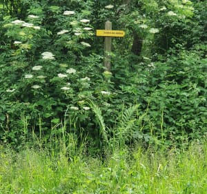 Sentier des Aulnes - La Capelle-lès-Boulogne - 6