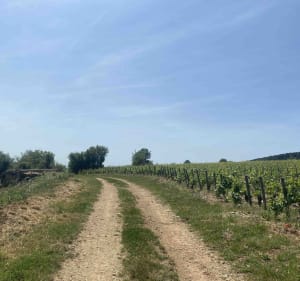 Excursion exquise à VTT sur la route des Grands Crus - Meursault - 3