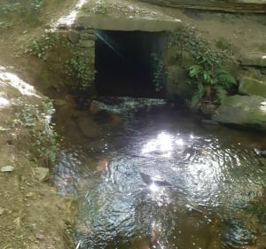 Le chemin de la biche - Elliant - 3