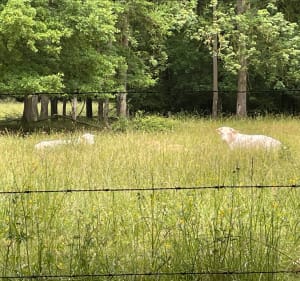 Balade entre Dammartin Sur Tigeaux - Guérard - Tigeaux - Dammartin-sur-Tigeaux - 5