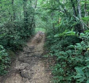 La Combe de Sillingy et le bois de Montessuie - Sillingy - 4