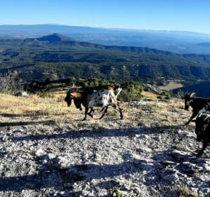 Le Pic des Mouches - Puyloubier - 5