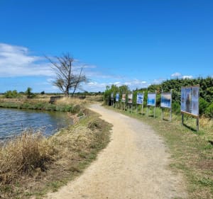 Sentier la fleur de sel - L'Île-d'Olonne - 4