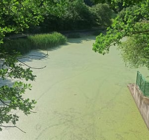 Le tour des plans d'eau d'Elancourt - Élancourt - 4