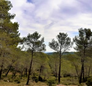 Au cœur des Alpilles par Saint-Gabriel et le vallon de la Lèque - Fontvieille - 5