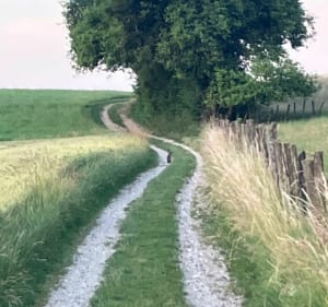 Belle balade autour de la Combe de Sillingy - Sillingy - 4