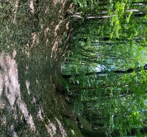L’etang des écrevisses a l’etang du trou aux gants - Vélizy-Villacoublay - 5