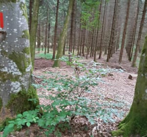Roche Charlot - La Baffe - 5