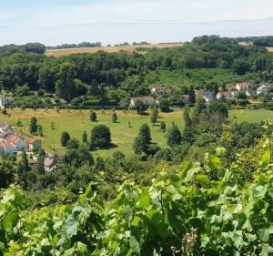 Balade en Omois entre sous-bois, vignes et bords de Marne - Bézu-le-Guéry - 3