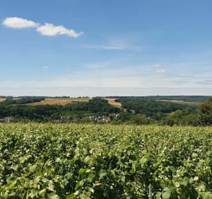 Balade en Omois entre sous-bois, vignes et bords de Marne - Bézu-le-Guéry - 4