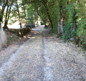 Balade dans les sous-bois autour de Saint Chamarand - Saint-Chamarand - 5