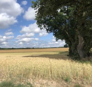 Excursion bucolique au cœur du val d'Anjou - Saumur - 5