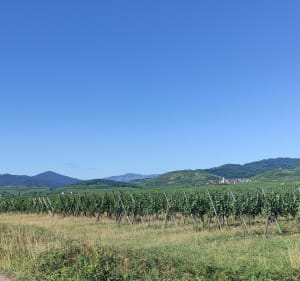 Balade entre forêt, vignoble et champs au calme - Colmar - 3