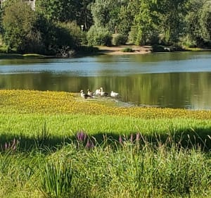 Balade en bords de Loire et du Louet - Denée - 3