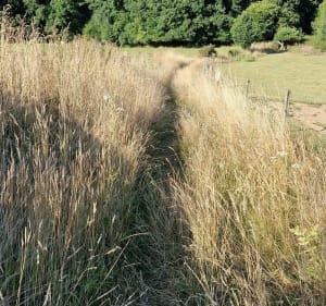 Boucle Val-de-Saâne Traversain Bois de Belleville-en-Caux - Val-de-Saâne - 5