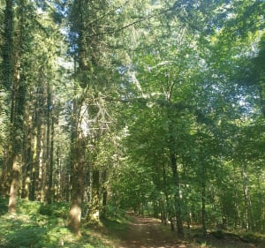 Balade en sous bois de Chabrières - Guéret - 4