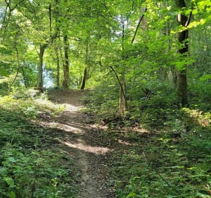 Petite balade en forêt en passant à travers champs - La Neuville-Chant-d'Oisel - 5